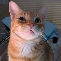 Thumbnail photo of Wally #1