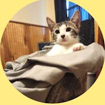 Thumbnail photo of Finn (KEB) #2