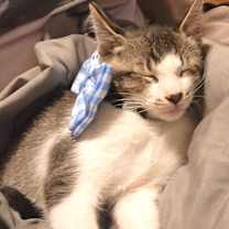 Thumbnail photo of Finn (KEB) #3