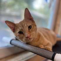 Thumbnail photo of Fire Truck (KEB) #1