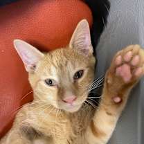 Thumbnail photo of Fire Truck (KEB) #4