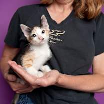 Thumbnail photo of Tahini Surprise (AMR) #2