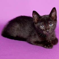 Thumbnail photo of Ghost Surprise (AMR) #2