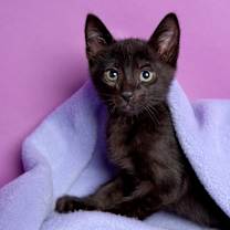 Thumbnail photo of Ghost Surprise (AMR) #3