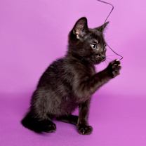 Thumbnail photo of Ghost Surprise (AMR) #4