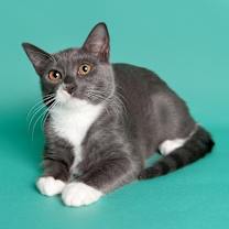 Thumbnail photo of Yoda (ERC) #4