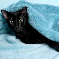 Thumbnail photo of Swea (KEB) #3