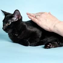 Thumbnail photo of Swea (KEB) #4