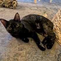 Thumbnail photo of Brownie #4