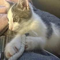 Thumbnail photo of Junebug #3