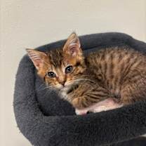 Thumbnail photo of Asia #1