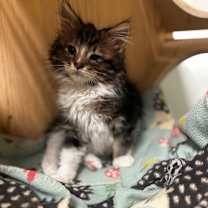 Thumbnail photo of Africa #3