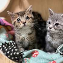 Thumbnail photo of Asia #3