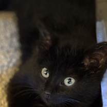 Thumbnail photo of Aqua #1