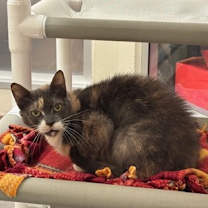 Thumbnail photo of Derryberry #1