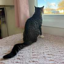 Thumbnail photo of Lantern #3