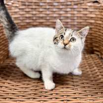 Thumbnail photo of Sprinkle Toes #3