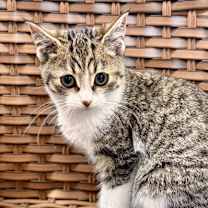 Thumbnail photo of Hufflepuff #3