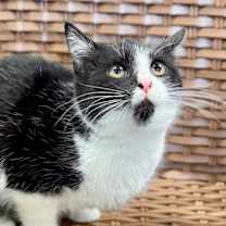 Thumbnail photo of Giggle Paws #3