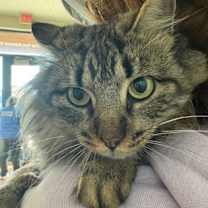 Thumbnail photo of Kimchi* #1