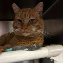 Thumbnail photo of John Boy #1