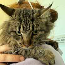 Thumbnail photo of Kimchi* #2