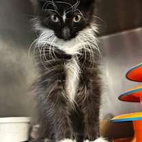 Thumbnail photo of Raven #2