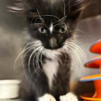 Thumbnail photo of Raven #3