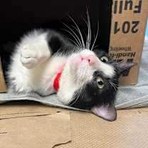 Thumbnail photo of Bailey #1