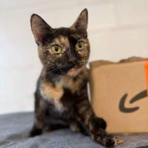 Thumbnail photo of Tortis #2