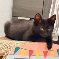 Thumbnail photo of Frankenstein #1