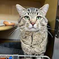 Thumbnail photo of Enoch   #3