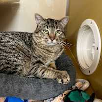 Thumbnail photo of Enoch   #4