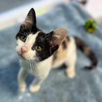 Thumbnail photo of Jasmine (Kay Kay) #1