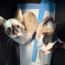 Thumbnail photo of Jasmine (Kay Kay) #2