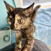 Thumbnail photo of Daisy #1