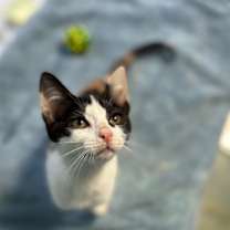 Thumbnail photo of Jasmine (Kay Kay) #3