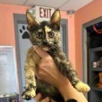 Thumbnail photo of Daisy #2