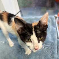 Thumbnail photo of Jasmine (Kay Kay) #4