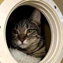 Thumbnail photo of Sammy (Shakira) #2