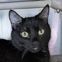 Thumbnail photo of Shadow (Smith) #1