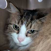 Thumbnail photo of Ivan #1