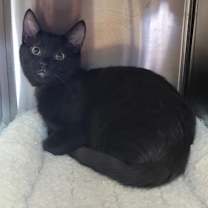 Thumbnail photo of Shadow (Smith) #2