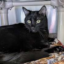 Thumbnail photo of Shadow (Smith) #3