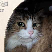 Thumbnail photo of Ivan #3