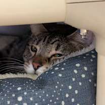 Thumbnail photo of Sammy (Shakira) #3