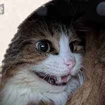 Thumbnail photo of Ivan #4