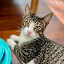 Thumbnail photo of Pecan #1