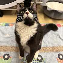 Thumbnail photo of Tig #1