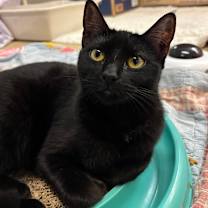 Thumbnail photo of Plum #1